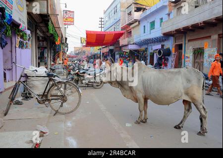 Einkaufsstraße und Hausrinder, Bharatpur, Rajasthan, Kühe, Heilige Kuh, Indien Stockfoto