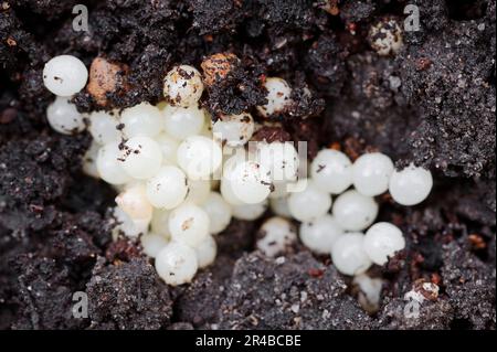 Große rote Schnecke (Arion rufus), Eier, Nordrhein-Westfalen, Deutschland, große rote Schnecke Stockfoto