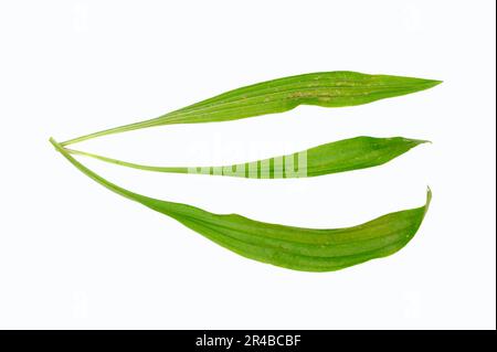 Englischer Plantago lanceolata, Blätter, Blattplantain, Ribwürzplantain Stockfoto