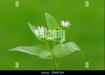 Riesenkicherkännchen, Nordrhein-Westfalen, Deutschland (Stellaria aquatica) Wasserkännchen Stockfoto