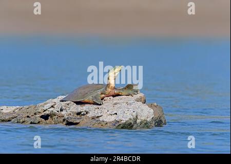 Ganges Weichschildkröte, Uttar Pradesh, Indien (Trionyx gangeticus) (Aspideretes gangeticus), Ganges Weichschildkröte, Indische Weichschildkröte Stockfoto