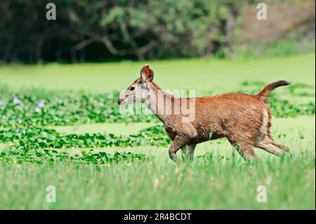 Young Sambar Deer (Cervus unicolor), Keoladeo Ghana-Nationalpark, Rajasthan, Indien Stockfoto