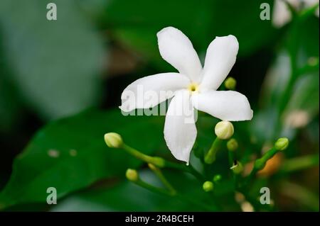 Crape Jasmine, Rajasthan, Indien (Tabernaemontana divaricata), Coffee Rose, Crape Gardenia, Papiergardenia, Pinwheel Jasmine, Crepe Gardenia, Crepe Stockfoto