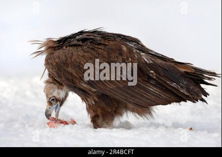 Aasgeier (Aegypius monachus) auf Aasgeier, Schwarzgeier, Kuhvogelgeier Stockfoto