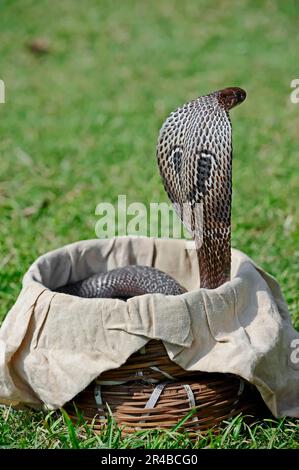 Spektakuläre Kobra (Naja naja) im Korb mit Schlangenbeschwörer, Neu Delhi, Indien, Indische Kobra, Gemeine Kobra, Asiatische Kobra, New Dehli Stockfoto