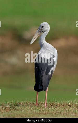 Asian Openbill (Anastomus oscitans), Uttar Pradesh, Indien Stockfoto