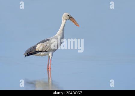 Asian Openbill (Anastomus oscitans), Uttar Pradesh, Indien Stockfoto