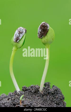 Sonnenblumen (Helianthus annuus), Setzlinge Stockfoto