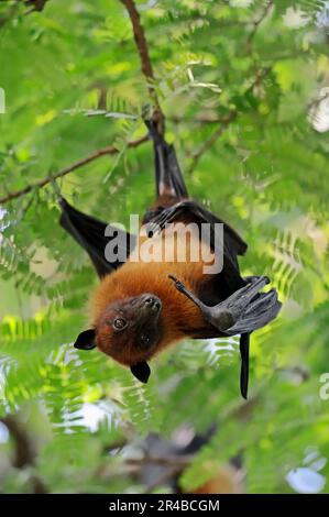 Indian Flying Fox (Pteropus giganteus), Uttar Pradesh, Indien Stockfoto