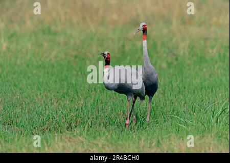 Sarus Crane (Grus antigone), Pair, Keoladeo Ghana-Nationalpark, Rajasthan, Indien Stockfoto