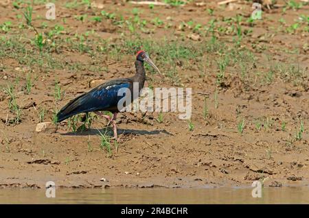 Schwarzes Ibis, Uttar Pradesh, Indien, Rotnaped (Pseudibis papillosa) Ibis Stockfoto