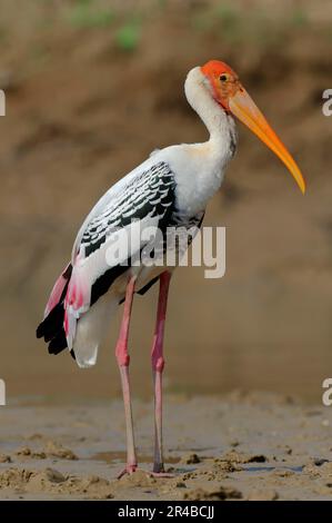 Lackstorch (Mycteria leucocephala), Uttar Pradesh, Indien (Ibis leucocephalus) Stockfoto