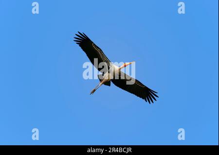 Malstorch (Mycteria leucocephala), Keoladeo Ghana-Nationalpark, Rajasthan, Indien (Ibis leucocephalus) Stockfoto