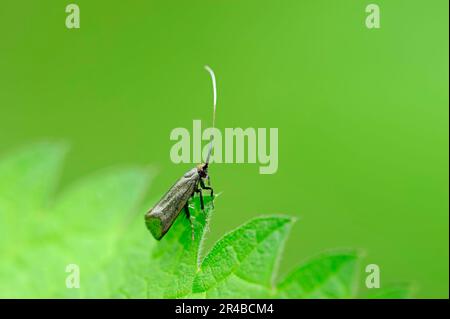 Grüner Longhorn (Adela reaumurella), weiblich, Nordrhein-Westfalen, Deutschland, Longhorn Moth Stockfoto