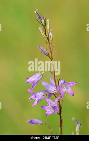 Nordrhein-Westfalen (Campanula rapunculus), Rapunzel Bellflower, Deutschland Stockfoto