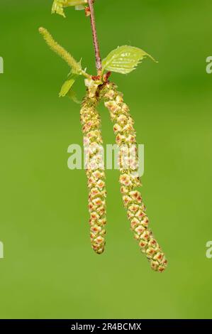 Silberbirke (Betula pendula), männliche Blüten, Nordrhein-Westfalen, weiße Birke, Sandbirke, Catkins, Deutschland Stockfoto
