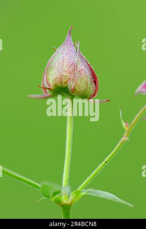 Nordrhein-Westfalen, Sumpfcinquefoil (Comarum palustre), Sumpfcinquefoil, Blutauge, Deutschland Stockfoto