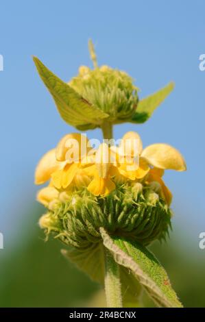 Gelbes Feuerkraut, syrisches Feuerkraut, Russelisches Feuerkraut (Phlomis russeliana) Stockfoto