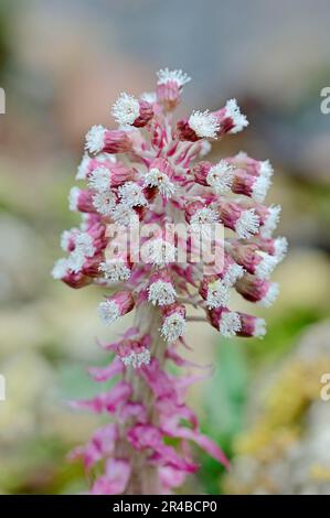 Butterbur, Nordrhein-Westfalen (Petasites officinalis), Butterbur (Petasites hybridus), Bachbutterbur, roter Butterbur, Deutschland Stockfoto