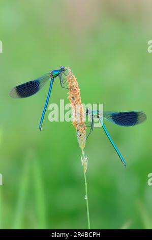 Banded Demoiselle (Calopteryx splendens), Männlich, Nordrhein-Westfalen, Deutschland (Agrion splendens) Stockfoto