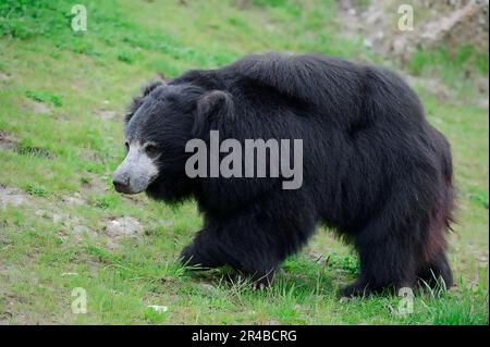 Faultierbär (Melursus ursinus) (Ursus ursinus) Stockfoto