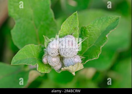 Filzklette, Nordrhein-Westfalen, Filzklette (Arctium tomentosum), Wollklette, Deutschland Stockfoto