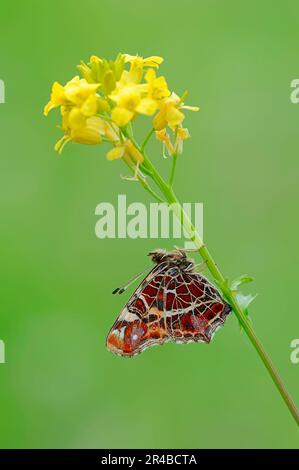 Karte Schmetterling, Frühling, Nordrhein-Westfalen, Deutschland (Araschnia levana f. levana), Europakarte Stockfoto