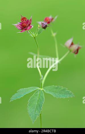 Nordrhein-Westfalen, Sumpfcinquefoil (Comarum palustre), Sumpfcinquefoil, Blutauge, Deutschland Stockfoto