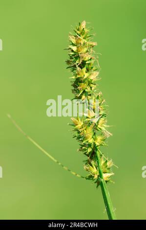 False False Fox-sedge (Carex otrubae), Nordrhein-Westfalen, Grove Sedge, Deutschland Stockfoto