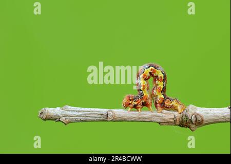 Melierte Umber (Erannis defoliaria) Raupe, Nordrhein-Westfalen, Deutschland Stockfoto