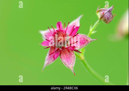 Nordrhein-Westfalen, Sumpfcinquefoil (Comarum palustre), Sumpfcinquefoil, Blutauge, Deutschland Stockfoto