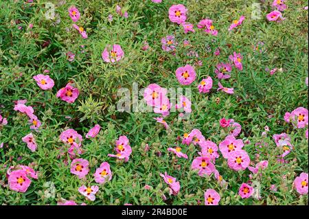 Orchidee Zistrose (Cistus X purpureus) Stockfoto