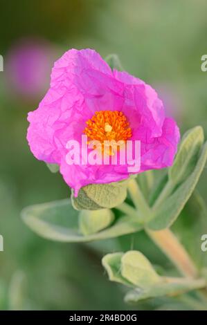 Graublättriger Cistus, Provence, Südfrankreich (Cistus albidus), Graublättriger Cistus, Graublättrige Rockrose, Graublättrige Rockrose, Rock-Rose, Sonnenrose Stockfoto