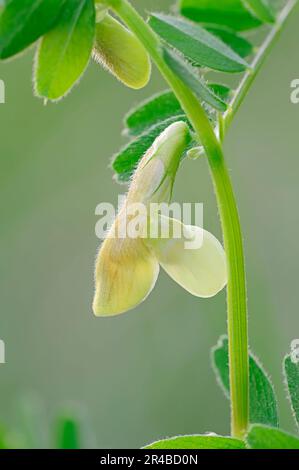 Hairy Yellow Vetch (Vicia hybrida), Provence, Südfrankreich Stockfoto