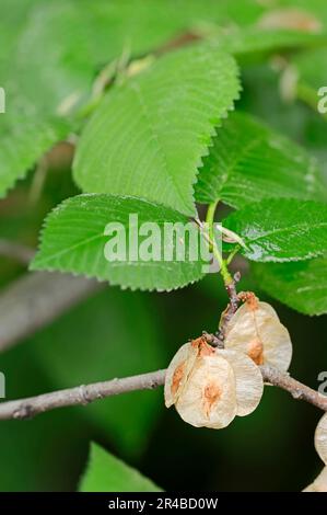 Europäische Weiße Elme (Ulmus laevis), Provence, Südfrankreich, Russische Elm, flatternde Elm, Elm Ausbreiten Stockfoto