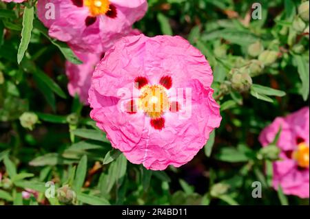 Orchidee Zistrose (Cistus X purpureus) Stockfoto