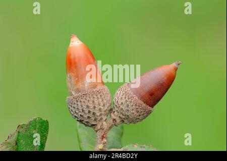 Acorn, Provence, Südfrankreich (Quercus coccifera) (Quercus pseudococcifera), Kermeseiche, Pinieneiche, Eicheln Stockfoto