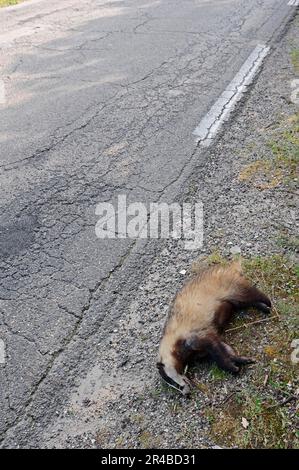 Toter Dachs (Meles meles) am Straßenrand, Provence, Südfrankreich, Verkehrsopfer Stockfoto