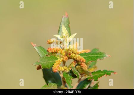 Provence, Südfrankreich (Quercus coccifera) (Quercus pseudococcifera), Eiche Kermes, Eiche Pinienkerne Stockfoto