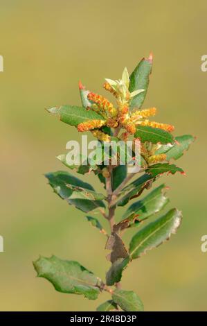 Provence, Südfrankreich (Quercus coccifera) (Quercus pseudococcifera), Eiche Kermes, Eiche Pinienkerne Stockfoto