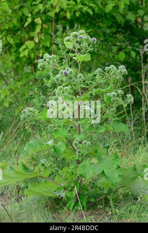 Die große Klette (Arctium Lappa), North Rhine-Westphalia, Deutschland Stockfoto