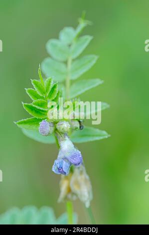 Bush-Wicke (Vicia Sepium), North Rhine-Westphalia, Deutschland Stockfoto