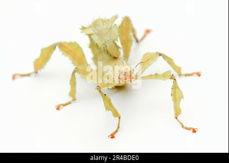 Riesenstechinsekt (Extatosoma tiaratum), weiblich, Geisterinsekt Stockfoto