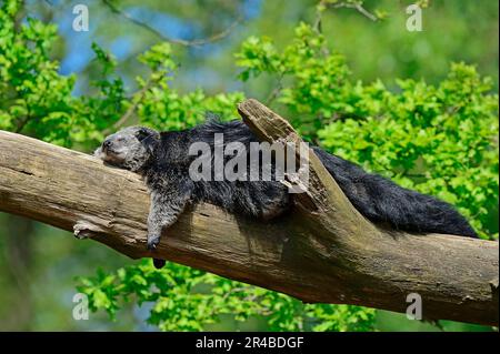 Binturong (Arctictis binturong), Asiatischer bearcat, Palawan bearcat Stockfoto
