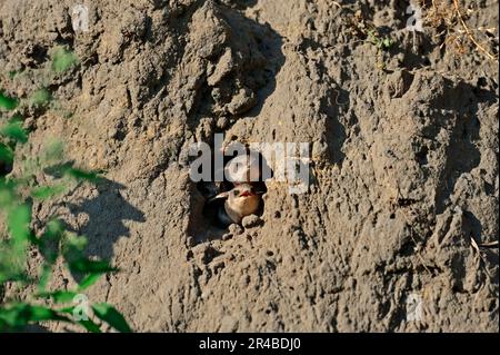 Sand Martin (Riparia riparia), Jungvögel, die aus dem Zuchtröhrchen schauen, Nordrhein-Westfalen, Deutschland Stockfoto