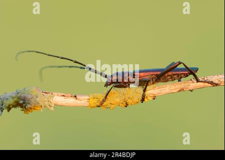 Moschuskäfer (Aromia moschata), männlich, Nordrhein-Westfalen, Deutschland Stockfoto