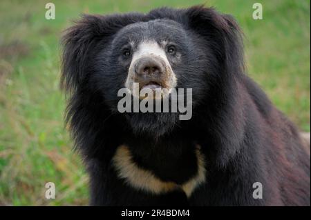 Faultierbär (Melursus ursinus) (Ursus ursinus) Stockfoto