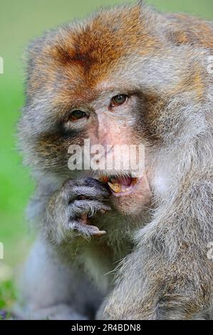 Berbermakaken (Macaca sylvanus), Männlich (Macaca sylvana) Stockfoto