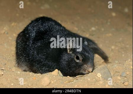 Steinhörnchen (Spermophilus variegatus), Steinhörnchen Stockfoto