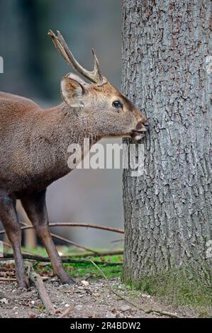 Schweinshirsch (Axis porcinus), männlich Stockfoto